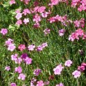 Dianthus deltoides 'Brilliant' fleur